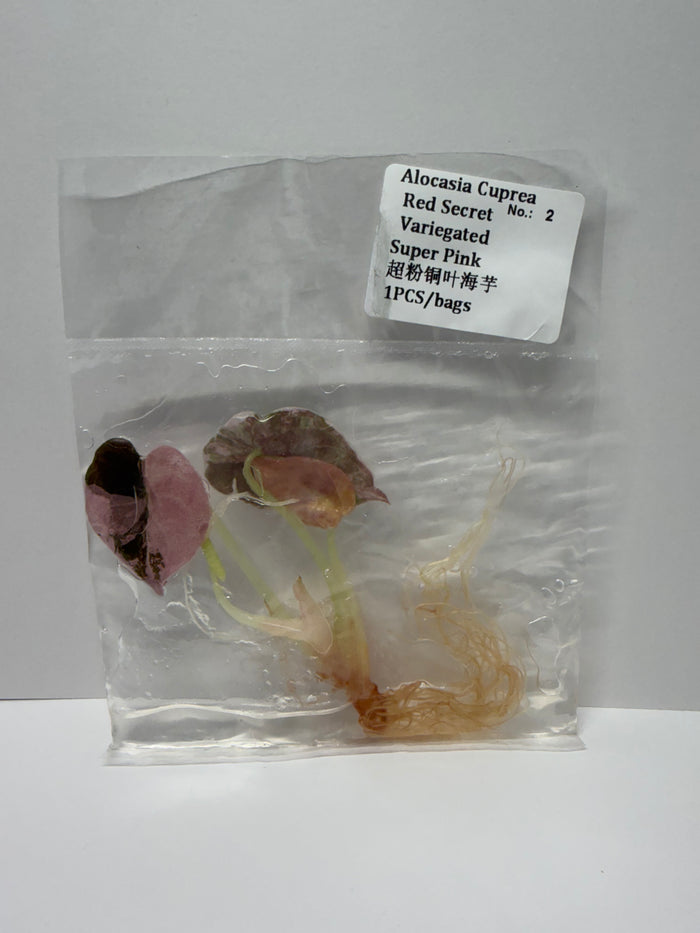 Tissue cultures