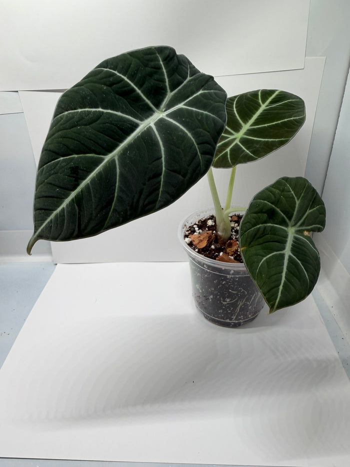 Rare collector plants