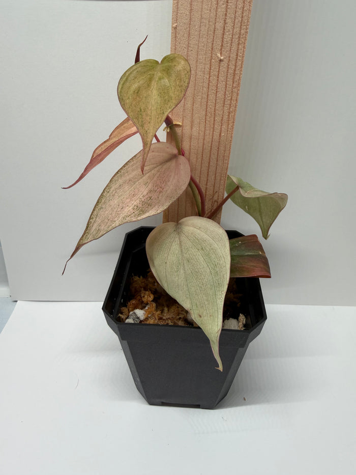 Established plants