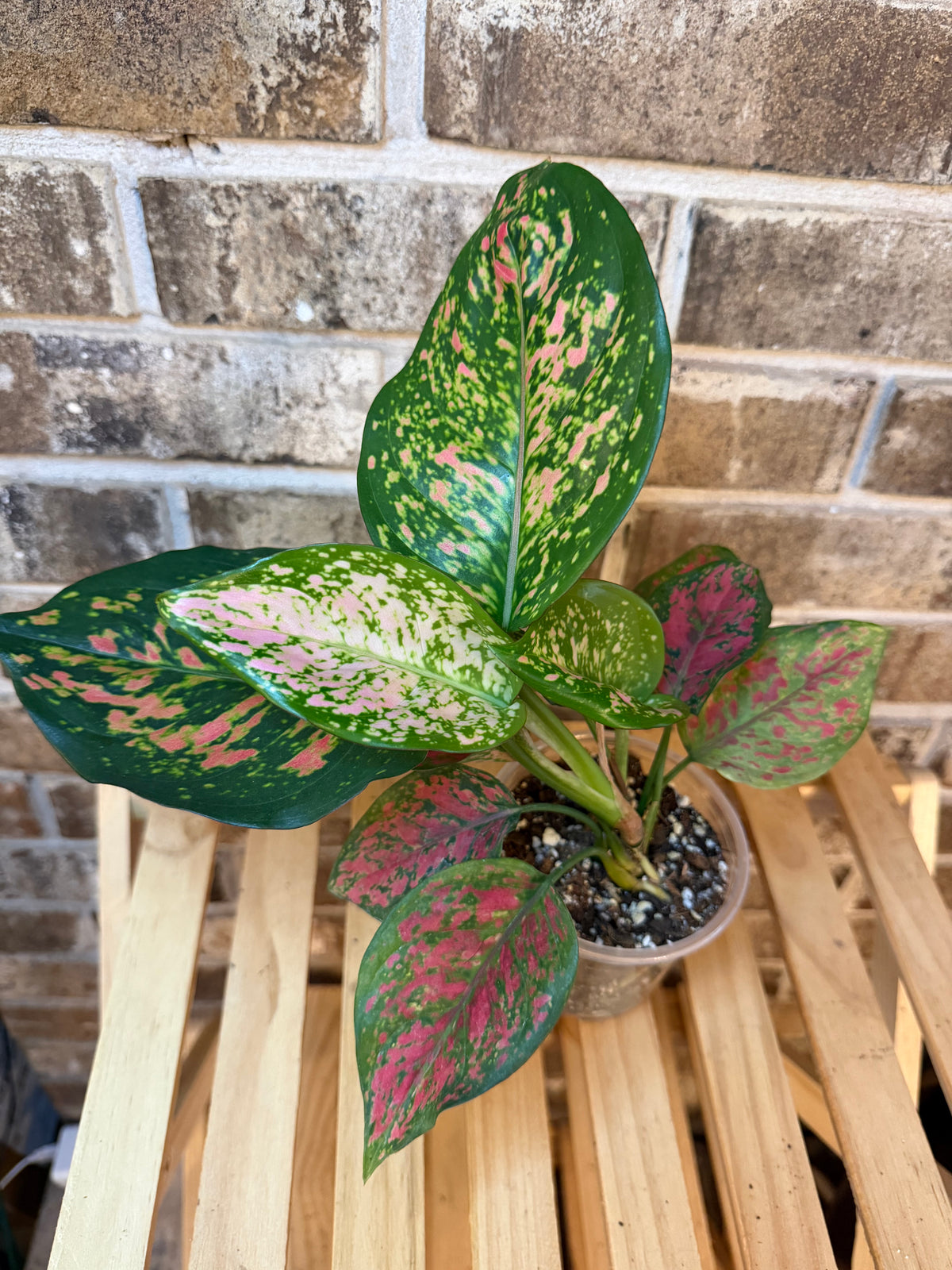 Aglaonema Crimson Heart