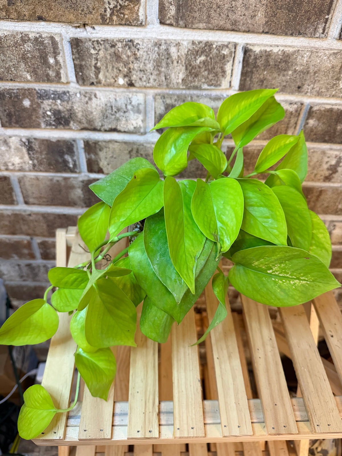 Neon Pothos