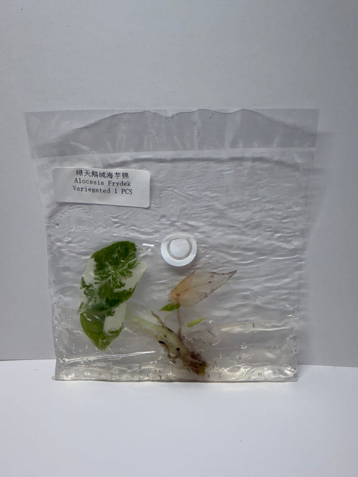 Alocasia Variegated Frydek Tissue Culture