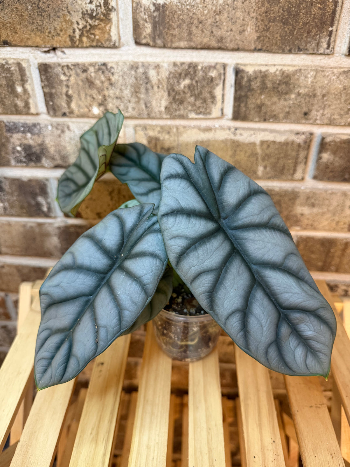 Alocasia Silver Dragon