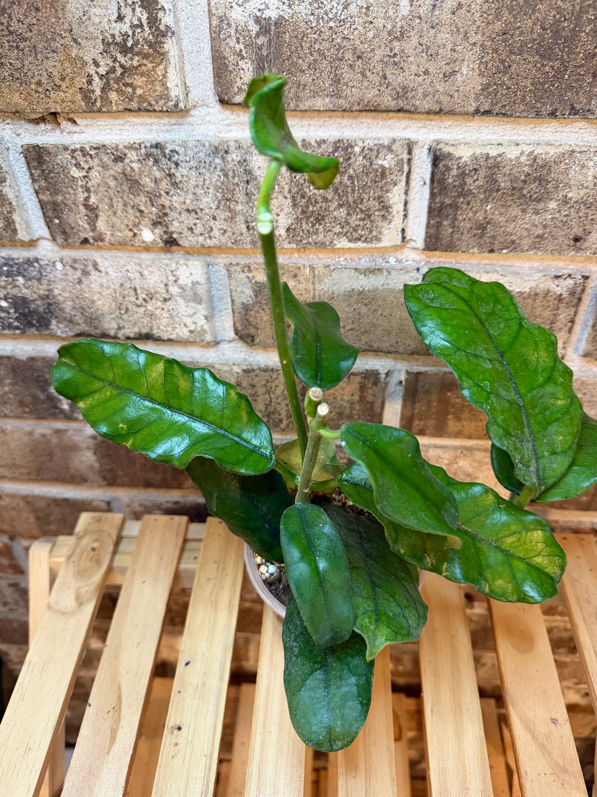 Hoya Globulosa