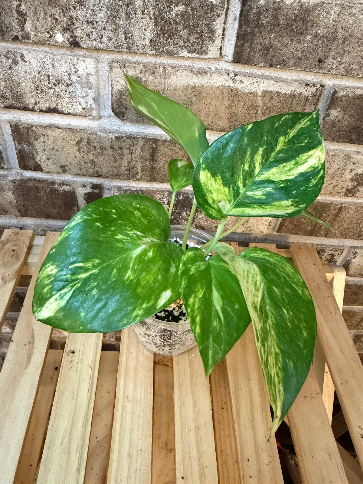 Golden Pothos