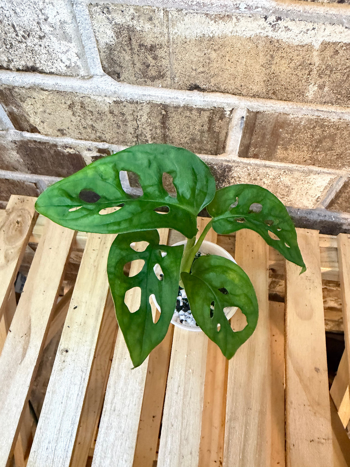 Monstera Adonsonii