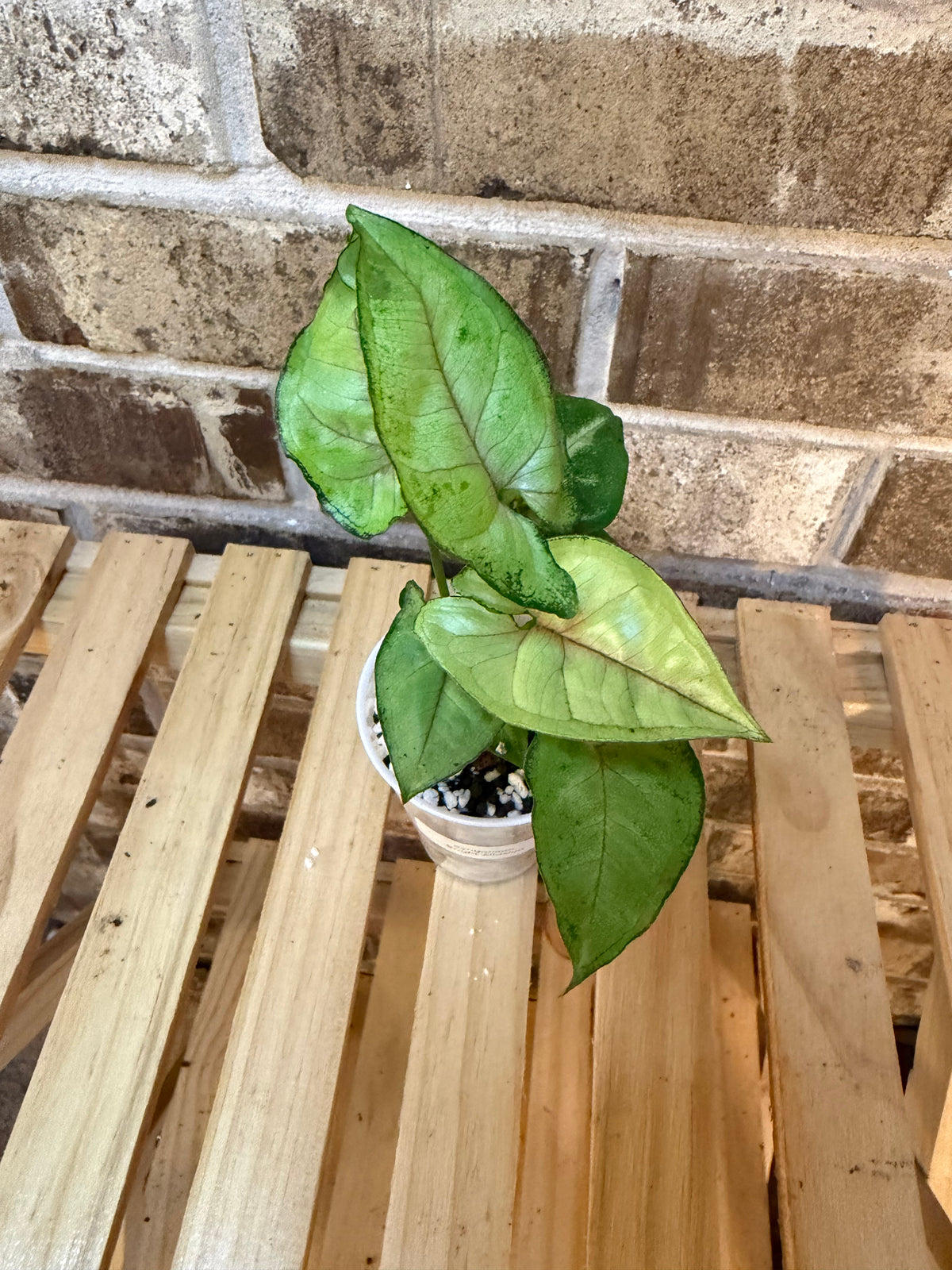 Syngonium Pink Allusion